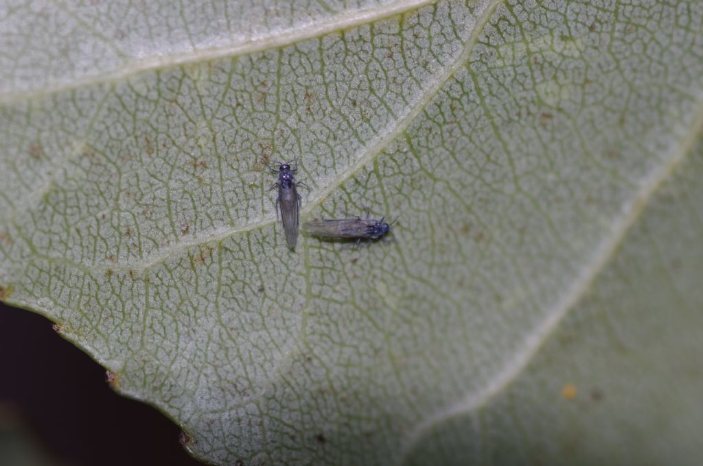 Aphididae: cfr. Pemphigus sp.